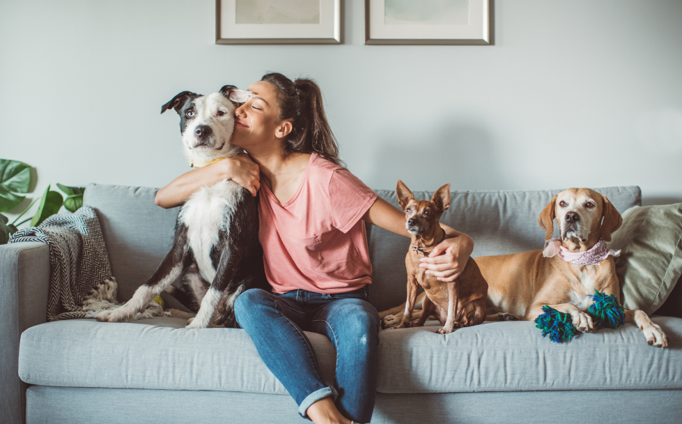 How UV Technology Can Help Reduce Pet Odors and Support a Cleaner Home