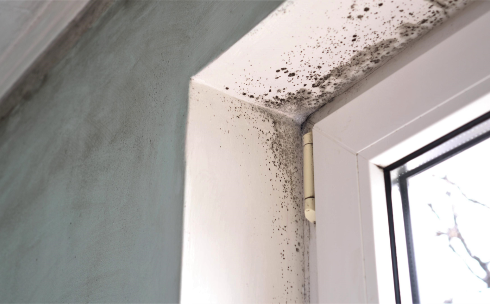 How to Get Rid of Mold Smell in Your House (Step-by-Step Guide)